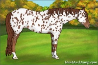 Horse Color:Chestnut Near Leopard 