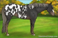 Horse Color:Liver Chestnut Appaloosa
