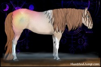 Horse Color:Buckskin Pearl Tobiano 