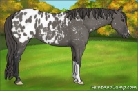 Horse Color:Grullo Appaloosa 