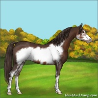 Horse Color:Liver Chestnut Sabino Frame 