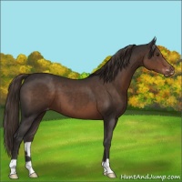 Horse Color:Liver Chestnut Appaloosa