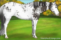 Horse Color:White Spotted Liver Chestnut Appaloosa 