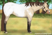 Horse Color:Bay Roan Dun Snowcap 
