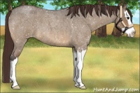 Horse Color:Bay Roan Dun Splash Appaloosa