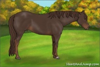 Horse Color:Liver Chestnut 