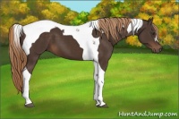 Horse Color:Liver Chestnut Tobiano