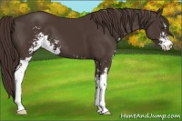 Horse Color:Liver Chestnut Sabino 