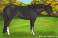 Horse Color:Liver Chestnut 