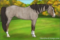 Horse Color:Liver Red Dun Roan Sabino