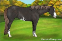 Horse Color:Liver Chestnut Sabino 