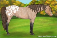 Horse Color:Buckskin Roan Appaloosa 