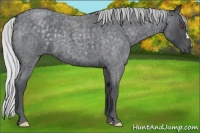 Horse Color:Silver Blue Chinchilla Roan 