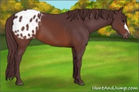 Horse Color:Chocolate Brown Appaloosa 