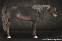 Horse Color:Liver Chestnut Mushroom 