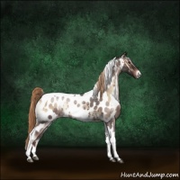 Horse Color:Liver Red Onyx Roan Tobiano Appaloosa 