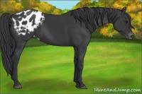 Horse Color:Black Appaloosa 