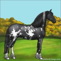 Horse Color:White Spotted Black 