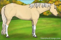 Horse Color:Palomino Dun Tobiano 