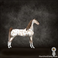 Horse Color:Brown Pearl Dun Appaloosa 