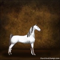 Horse Color:Liver Chestnut Sabino Appaloosa 