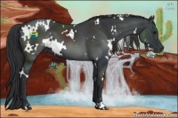 Horse Color:White Spotted Black 