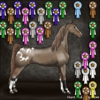 Horse Color:Liver Red Dun Sabino Appaloosa 