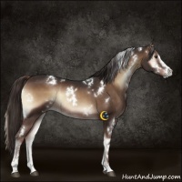 Horse Color:White Spotted Liver Red Onyx Sabino Rabicano