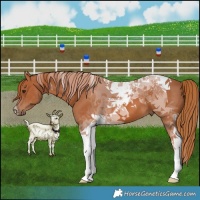 Horse Color:Chestnut Tobiano