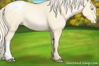 Horse Color:Palomino Pearl Dun Appaloosa 