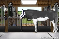Horse Color:Smoky Black Splash 