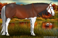 Horse Color:Bay Splash 