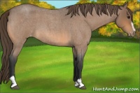 Horse Color:Buckskin Roan Sabino Appaloosa 