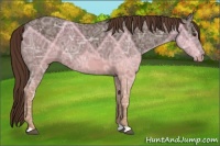 Horse Color:Liver Chestnut Ice 