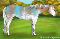 Horse Color:White Spotted Chestnut 