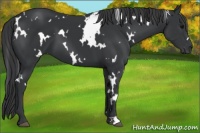 Horse Color:White Spotted Black 