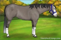 Horse Color:Grullo Splash Rabicano 
