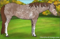 Horse Color:White Spotted Chestnut Ice 