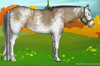 Horse Color:White Spotted Liver Red Dun Sabino Rabicano