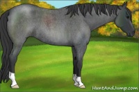Horse Color:Blue Roan 