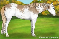Horse Color:White Spotted Chestnut Splash