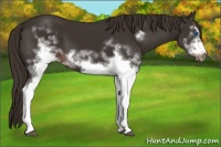 Horse Color:White Spotted Liver Chestnut Frame
