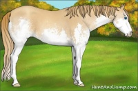 Horse Color:White Spotted Gold Champagne Splash 