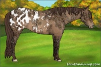 Horse Color:Amber Champagne Ice Appaloosa 
