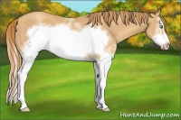 Horse Color:White Spotted Gold Champagne Splash Frame 