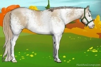 Horse Color:White Spotted Liver Red Dun Pearl Sabino