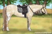Horse Color:White Spotted Liver Red Dun Roan Pearl 