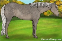 Horse Color:Silver Smoky Black Sabino 
