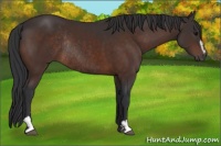 Horse Color:Brown Sabino Rabicano