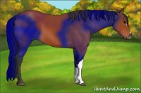 Horse Color:Bay 